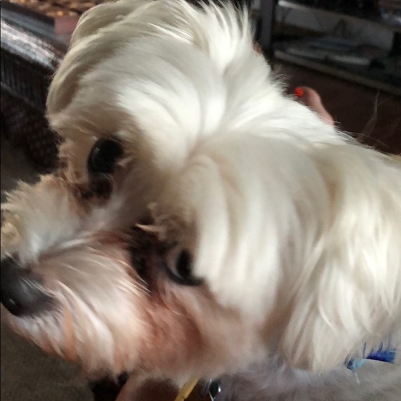 Meet your Posher, Penny - Picture 1 of 1